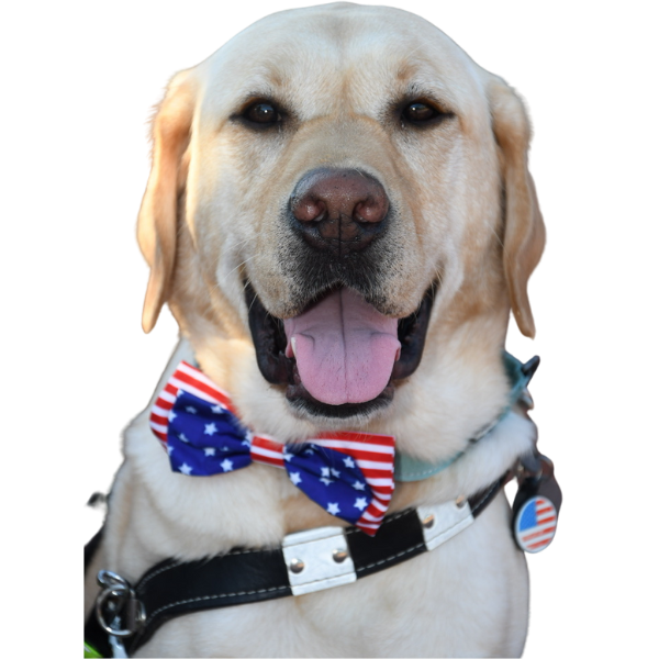 Donald, a golden lab, looking straight at the camera. He is wearing his harness and has a little US flag-printed bow tie around his neck.