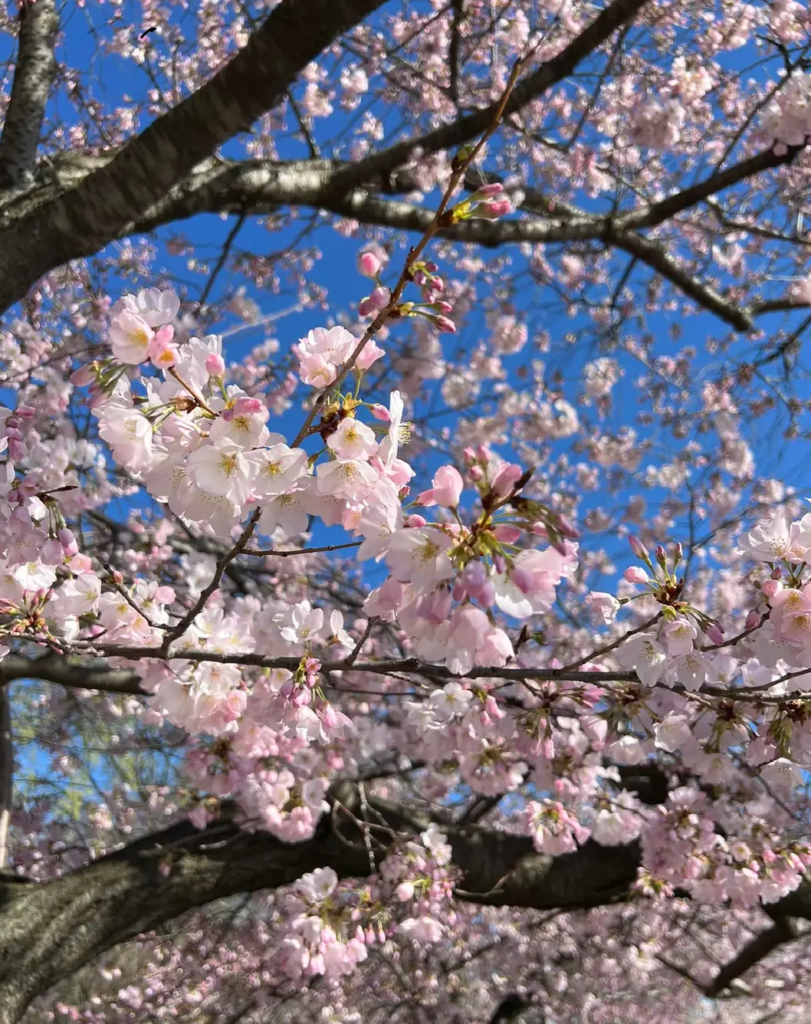Pink and white cherry blossoms against a bright blue sky.