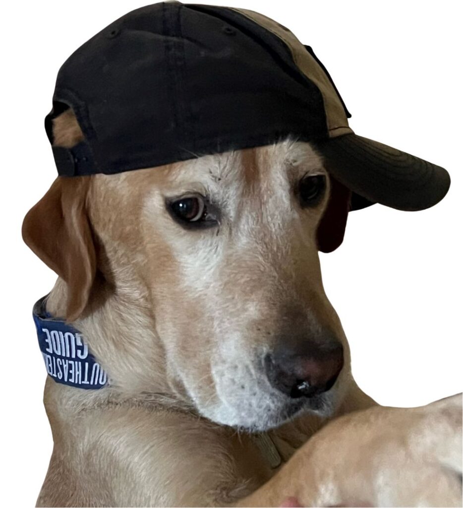 "G", a tan colored dog wearing a black baseball cap.