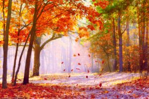 A pretty autumnal trail